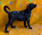 Small #8 Great Dane-Siberian Husky Mix