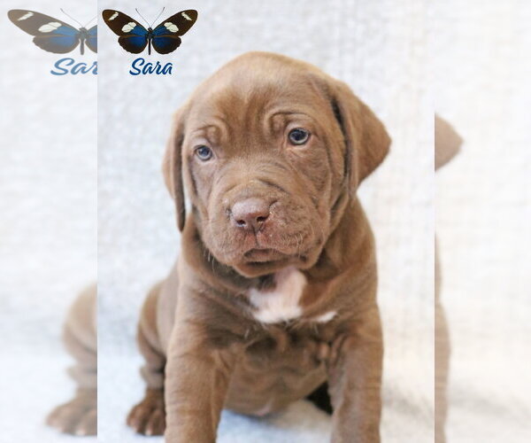 Medium Photo #3 Mastiff-Unknown Mix Puppy For Sale in Wakefield, RI, USA