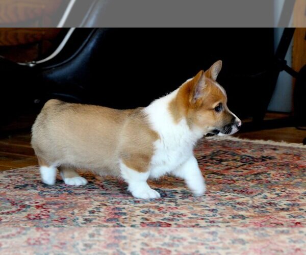 Medium Photo #9 Pembroke Welsh Corgi Puppy For Sale in FAIR GROVE, MO, USA