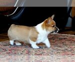 Small Photo #9 Pembroke Welsh Corgi Puppy For Sale in FAIR GROVE, MO, USA