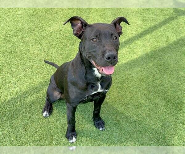 Medium Photo #1 Labrador Retriever-Unknown Mix Puppy For Sale in Orange, CA, USA