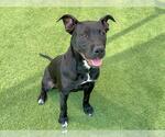 Small Labrador Retriever Mix