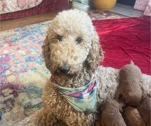 Mother of the Goldendoodle puppies born on 12/02/2024