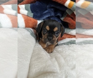 Cavalier King Charles Spaniel-French Bulldog Mix Puppy for sale in SHELTON, WA, USA