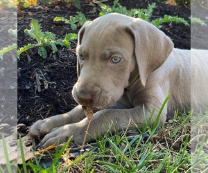 Great Dane Puppy for sale in CLEVELAND, OH, USA