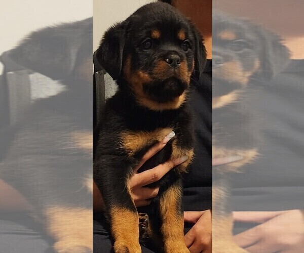 Medium Photo #1 Rottweiler Puppy For Sale in DEL ROSA, CA, USA