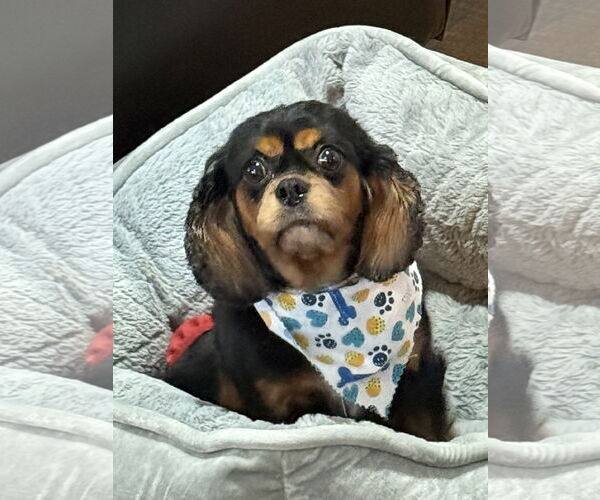Medium Photo #5 Cavalier King Charles Spaniel Puppy For Sale in Sioux Falls, SD, USA