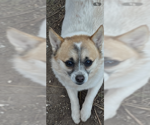 Medium Photo #4 Chiranian Puppy For Sale in Atlanta, GA, USA