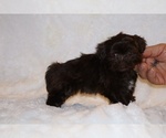 Small #3 Shih Tzu