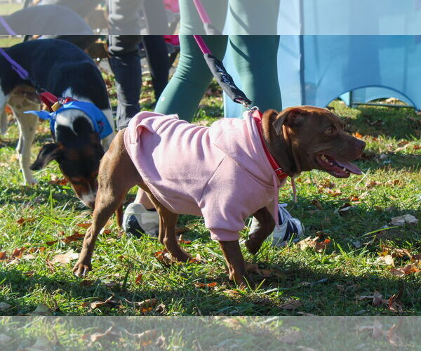 Medium Photo #19 American Pit Bull Terrier-Unknown Mix Puppy For Sale in Oakhurst, NJ, USA