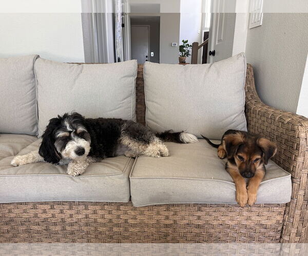 Medium Photo #6 Mutt Puppy For Sale in Newport Beach, CA, USA