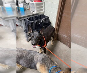 German Shepherd Dog Dogs for adoption in Stockton, CA, USA