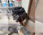 Small German Shepherd Dog