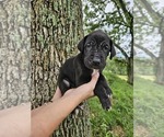 Small #7 Great Dane