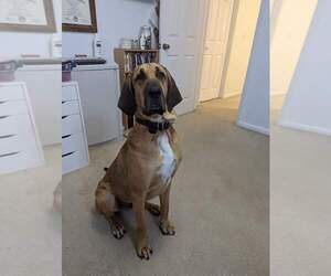 Bloodhound-Great Dane Mix Dog for Adoption in LAURENS, South Carolina USA