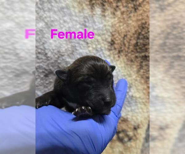 Medium Photo #1 German Shepherd Dog-Unknown Mix Puppy For Sale in HESPERIA, CA, USA