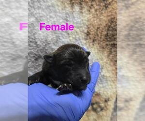 German Shepherd Dog-Unknown Mix Dogs for adoption in HESPERIA, CA, USA