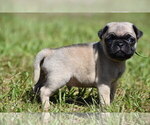 Small #4 Pug
