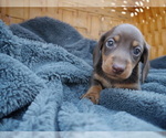 Small Photo #4 Dachshund Puppy For Sale in TULSA, OK, USA
