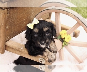 Cavapoo Puppy for sale in WEST SALEM, OH, USA