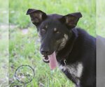 Small Photo #4 Labrador Retriever-Siberian Husky Mix Puppy For Sale in Montgomery, AL, USA