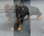 Small Photo #2 German Shepherd Dog Puppy For Sale in PENSACOLA, FL, USA
