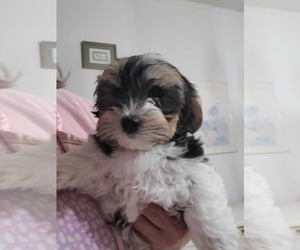 Morkie Puppy for sale in CHICKASHA, OK, USA
