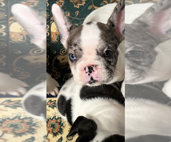 Medium Photo #1 French Bulldog Puppy For Sale in GLEN BURNIE, MD, USA