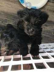 Shorkie Tzu Puppy for sale in OLNEY, IL, USA