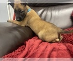 Small Photo #85 Belgian Malinois Puppy For Sale in REESEVILLE, WI, USA