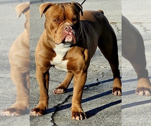 Father of the Olde English Bulldogge puppies born on 07/29/2026