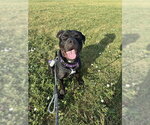 Small #1 American Bulldog Mix