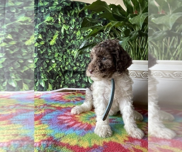 Medium Photo #3 Poodle (Standard) Puppy For Sale in LANCASTER, PA, USA