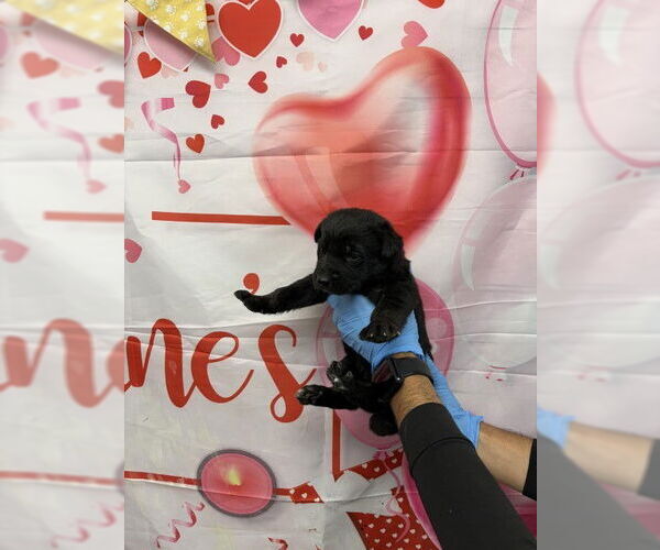 Medium Photo #1 Holland Shepherd-Unknown Mix Puppy For Sale in San Bernardino, CA, USA