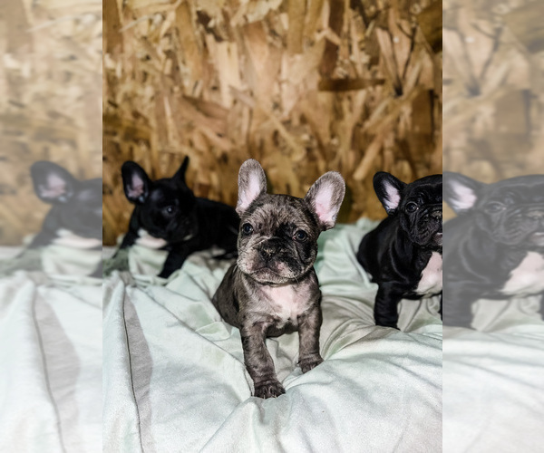 Medium Photo #15 French Bulldog Puppy For Sale in GIG HARBOR, WA, USA