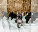 Small Photo #15 French Bulldog Puppy For Sale in GIG HARBOR, WA, USA