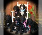 Small Photo #8 Bernedoodle Puppy For Sale in THORP, WI, USA