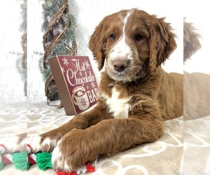 Goldendoodle Puppy for sale in INDIANAPOLIS, IN, USA