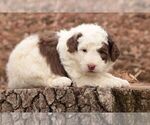 Puppy 2 Poodle (Miniature)-Sheepadoodle Mix