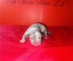 Small #1 American Bully