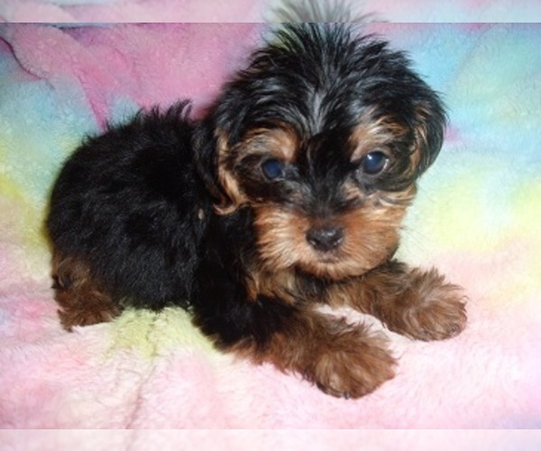 Medium Photo #3 Yorkshire Terrier Puppy For Sale in JACKSON, MS, USA