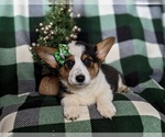 Small Photo #4 Pembroke Welsh Corgi Puppy For Sale in BIRD IN HAND, PA, USA