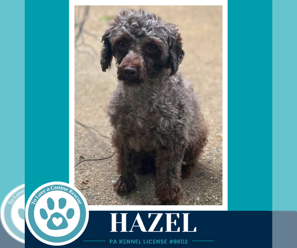 Medium Photo #1 Poodle (Miniature) Puppy For Sale in Kimberton, PA, USA