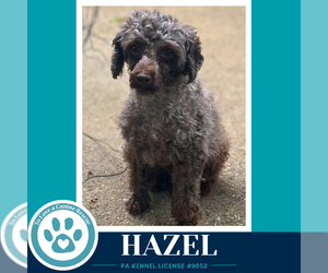 Poodle (Miniature) Dogs for adoption in Kimberton, PA, USA