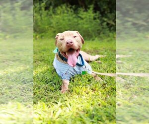 Medium American Pit Bull Terrier-American Staffordshire Terrier Mix