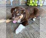 Puppy Angel Australian Shepherd