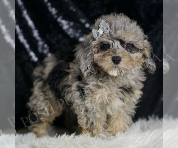 Medium Photo #4 Poodle (Toy) Puppy For Sale in WARSAW, IN, USA