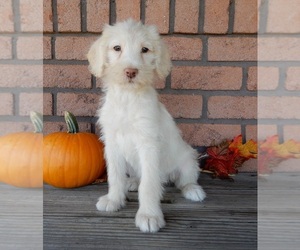 Labradoodle Puppy for sale in MILLERSBURG, OH, USA