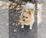 Small Photo #1 Pomeranian Puppy For Sale in HIGHLAND, CA, USA