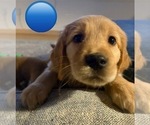 Puppy Blue Golden Retriever